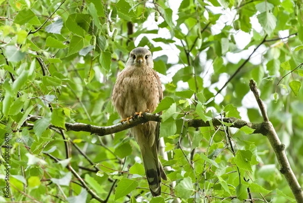 Obraz Look of the predator. Falco tinnunculus aka common kestrel perched on the tree. Common bird of prey in Czech republic.