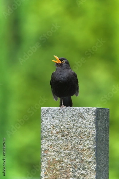 Obraz Eurasian blackbird aka The common blackbird or Turdus merula close-up portrait. Singing with open beak. Funny animal photo. 