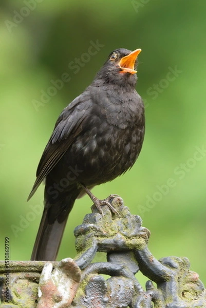 Obraz Eurasian blackbird aka The common blackbird or Turdus merula close-up portrait. Singing with open beak. Funny animal photo. 