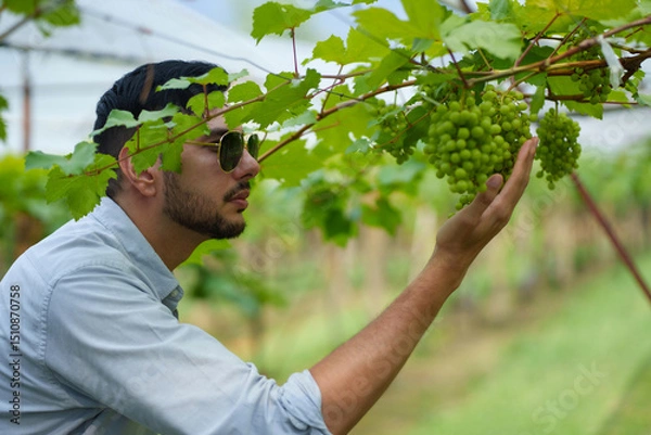 Fototapeta Handsome man entrepreneur touching grape on branch to check quality of grape in organic vineyard.