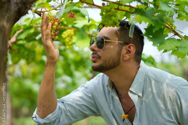 Fototapeta Handsome man entrepreneur touching grape on branch to check quality of grape in organic vineyard.