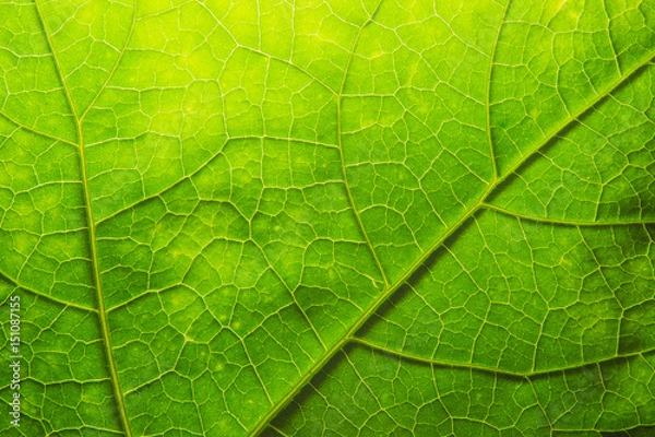 Obraz leaf texture