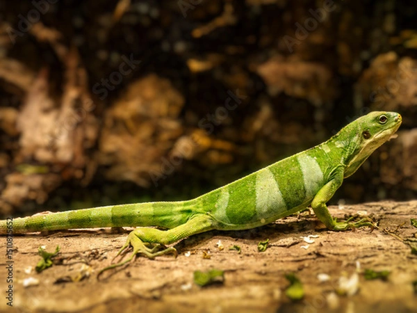 Obraz Vibrant Lau Bande Iguana Resting on a Nature Log in a Tropical Forest