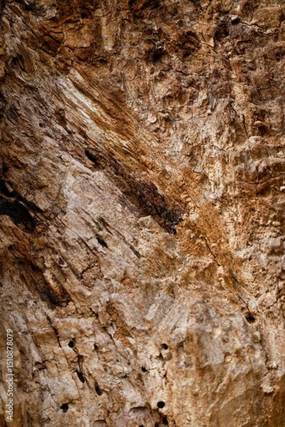 Fototapeta Close-up of wood texture. Texture and details of broken wood. Different decorative lines and cracks