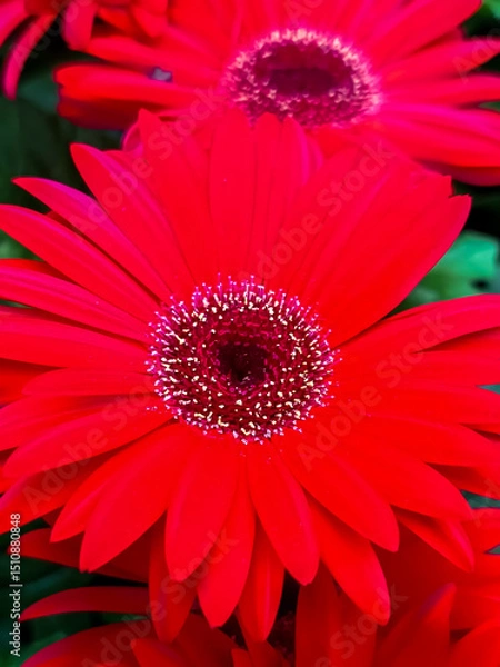 Obraz Petalos de gerbera
