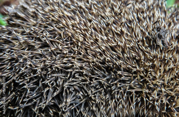 Fototapeta prickly hedgehog needles close-up. selective focus