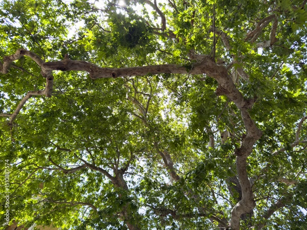 Obraz Plane tree foliage in springtime. Fresh green leaves, low angle view