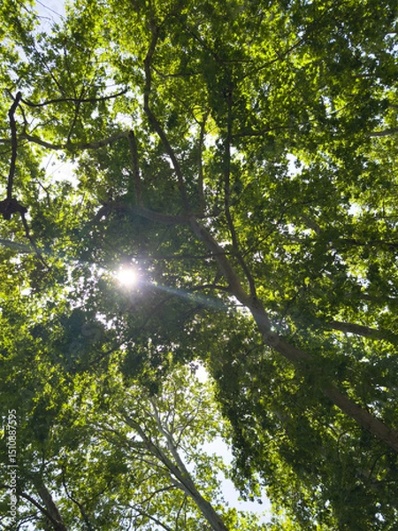 Obraz Plane tree foliage in springtime. Fresh green leaves, low angle view
