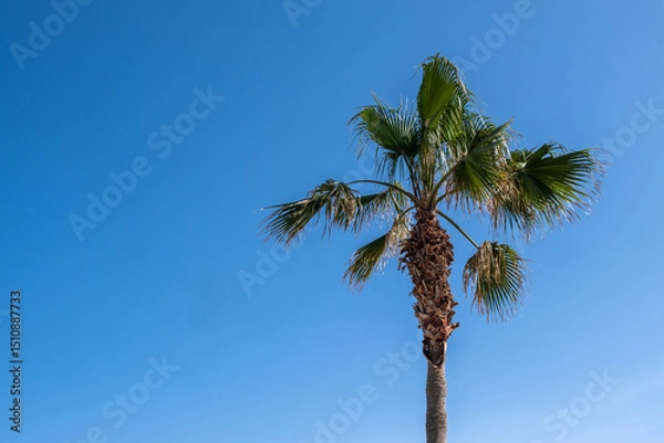 Obraz Palm tree on a tropical beach, blue sky, sunny summer day