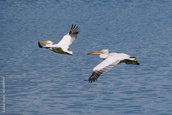 Fototapeta Great White and Dalmatian Pelican glide gracefully over calm waters searching for fish at mid-morning in Kerkini Lake Nation Park