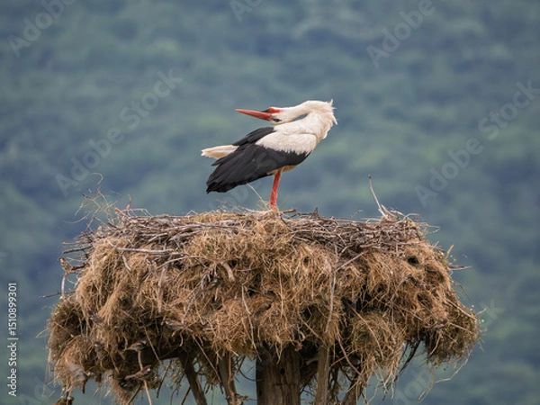 Fototapeta White stork perched on a large nest overlooking green hills during daylight in Lake Kerkini National Park