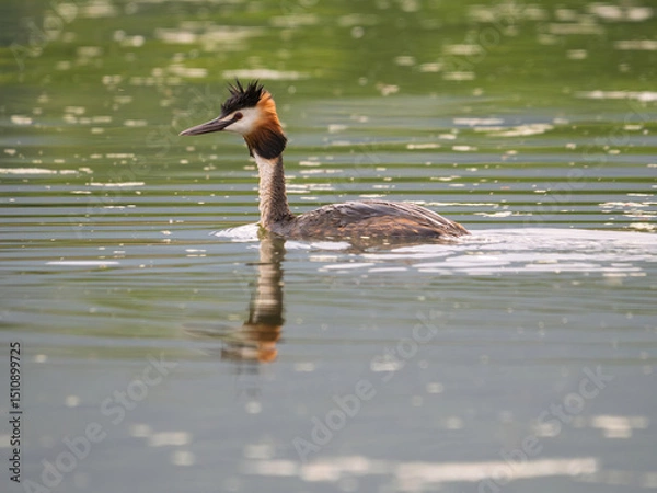 Fototapeta Great crested grebe swimming gracefully in serene water reflecting greenery in Lake Kerkini National Park during daytime