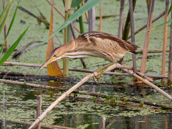 Fototapeta Little bittern hunting in Lake Kerkini National Park wetland during daylight hours