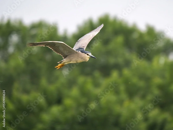 Fototapeta Black-crowned night heron in flight gliding over green landscape in Lake Kerkini National Park during daytime