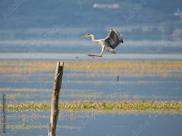 Fototapeta Grey heron in flight over water while landing on wooden post in serene wetland environment in Lake Kerkini National Park