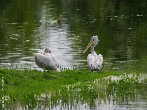 Fototapeta Dalmatian pelicans resting on green shore by calm water during a tranquil afternoon in Lake Kerkini National Park
