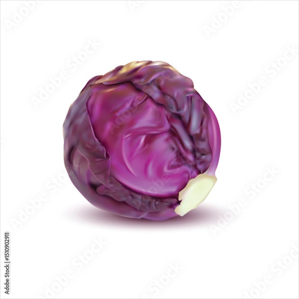 Obraz Fresh red cabbage isolated on white background