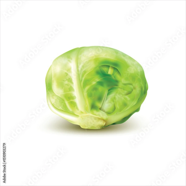 Obraz Fresh cabbage isolated on white background