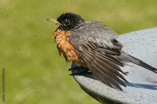 Fototapeta Robin hsbing a bath in birdbath on spring day