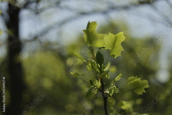 Fototapeta Branches with green leaves and flower buds Liriodendron tulipifera, known as the tulip tree