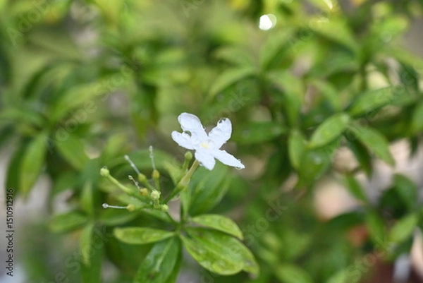 Obraz top view of pure white lily flower 