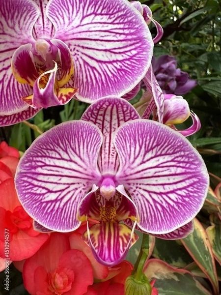 Obraz purple orchid flower