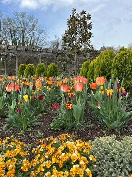 Obraz tulips in spring