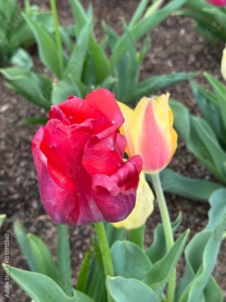 Obraz red and yellow tulips