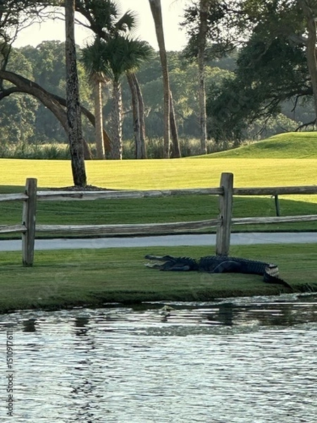 Obraz Alligator Kiawah