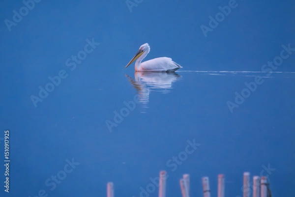 Fototapeta Dalmatian pelican gliding across tranquil blue waters at dawn near a shoreline in Kerkini Lake Nation Park