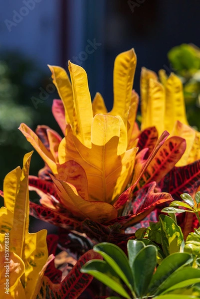 Fototapeta Beautiful colorful flowers in front of houses in the town of Mogan on Gran Canaria Spain