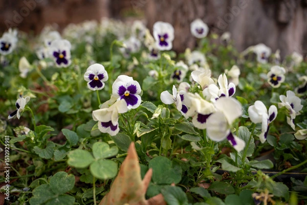 Obraz spring flowers in the park
