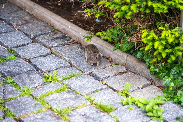 Fototapeta Ratte am Kopfsteinpflaster