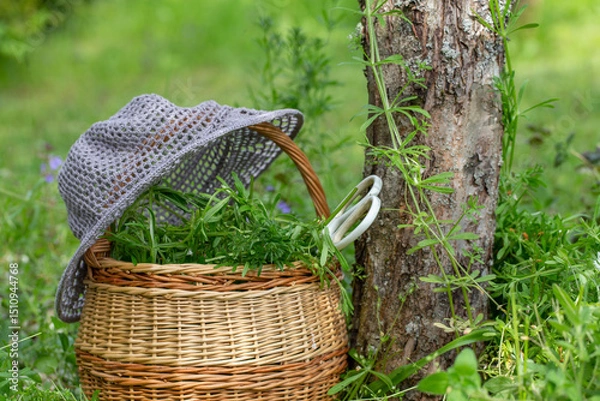 Fototapeta Wicker basket filled with cleavers near tree trunk, white scissors and summer hat resting on top, natural green background, spring wild herb harvest, rustic lifestyle, eco friendly foraging moment