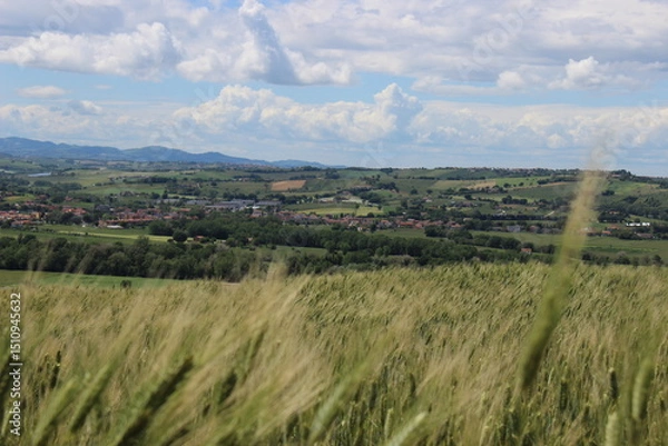 Obraz Paesaggio con grano