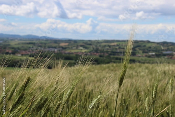 Obraz Paesaggio con grano