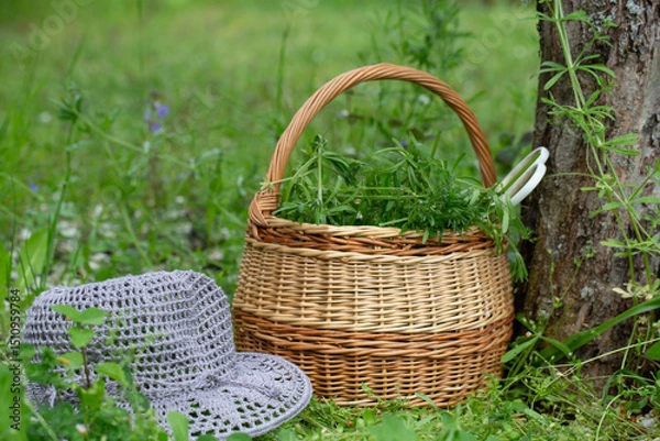 Fototapeta Wicker basket with cleavers herbs placed near tree, white scissors hooked on handle, crocheted summer hat on green grass, peaceful rural scene, spring herbal harvest, eco lifestyle concept