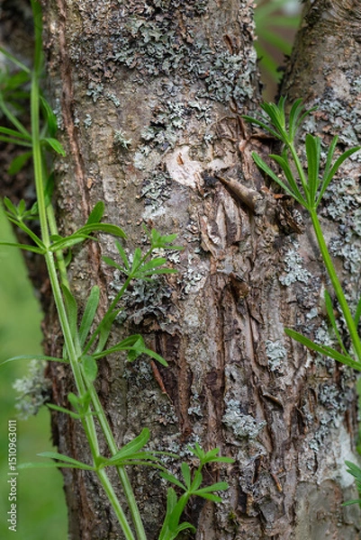Fototapeta Close up of tree bark covered with lichen and creeping cleavers plant, rough natural texture with green leaves, spring forest detail, macro nature view, wild herb environment, rustic outdoor surface