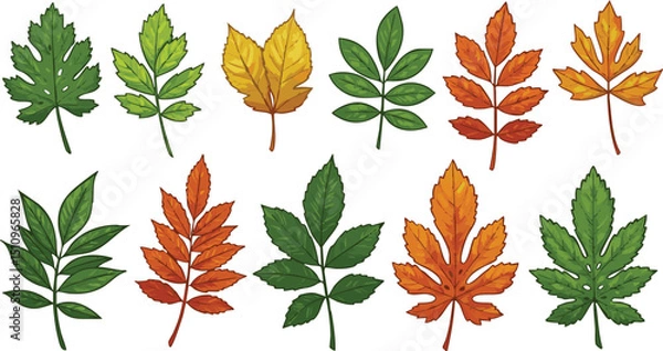 Fototapeta A collection of ten different colorful leaves in various shapes and sizes on a white background art drawing