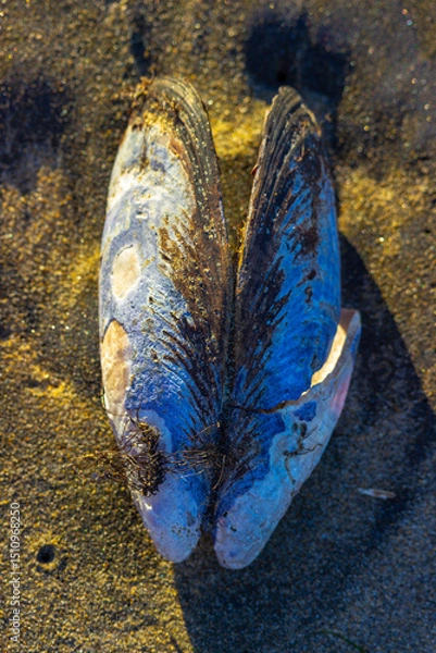 Obraz Two blue mussel shells rest on sandy beach in warm coastal sunlight