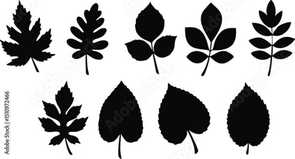 Fototapeta A collection of various leaf silhouettes displayed on a white background in a botanical arrangement