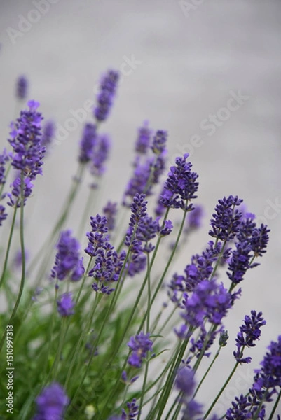 Obraz A closeup shot of a lavender flowers bush, Lavandula, with blurred gray background. 