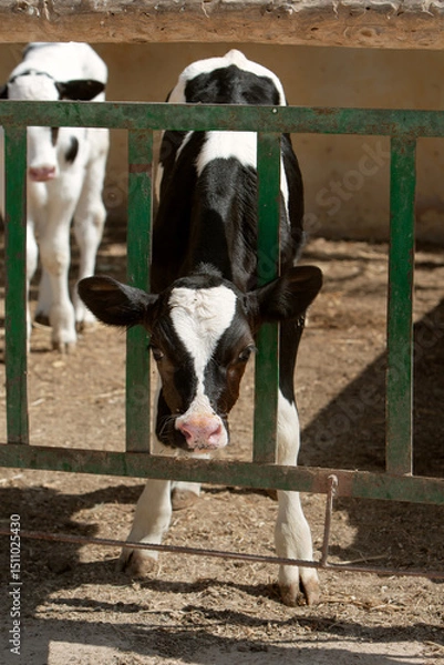 Obraz the photo of the calf is in black and white. The topic of animal husbandry and farming