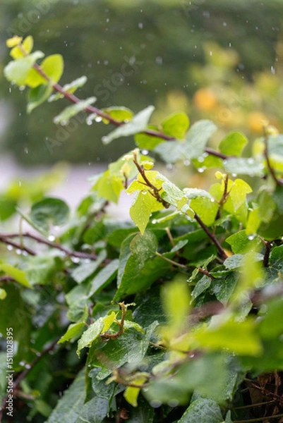 Obraz Close-Up of Green Leaves with Rain Droplets on a Rainy Day1