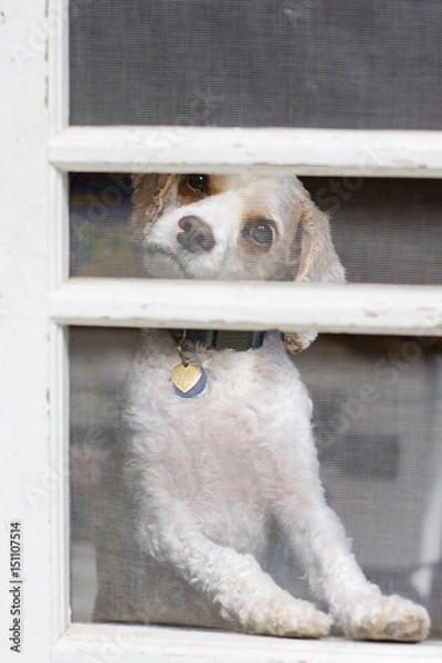 Fototapeta White dog tilts head and looks through screen door, asking to be let out.