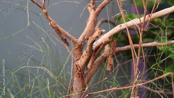 Fototapeta Close-up of weathered tree branches with delicate green grass against grey backdrop.