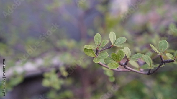 Fototapeta Close-up of a Branch with Small Green Leaves in Soft Focus