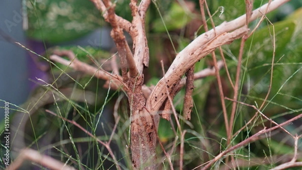 Fototapeta Close-up of weathered tree branches with textured bark and green foliage background.