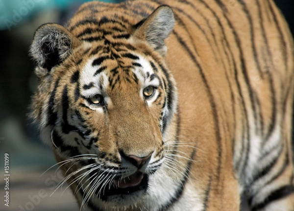 Fototapeta beautiful tiger