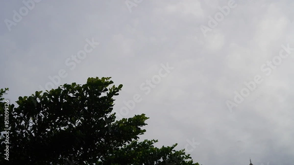 Fototapeta Overcast Sky with Dark Green Tree Branches and a Glimpse of a Distant Spire